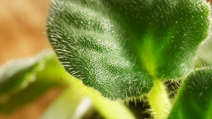 Green leaf, macro