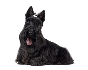 Cute adult solid black Scottish Terrier dog, laying down side ways. Ears eract, tongue out, and...
