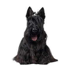 Cute adult solid black Scottish Terrier dog, sitting up facing front. Ears up, tongue out, and...