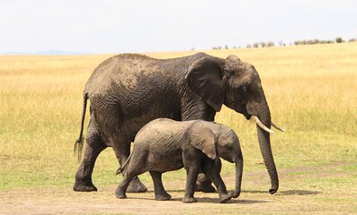 Fototapeta premium Elephant - Mother & Baby