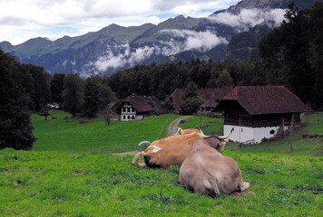 Ballenberg open air museum located in Hofstetten, close to Brienz Lake, Bernese Oberland, canton Bern, Switzerland, Swiss Alps, two cows (Braunvieh breed) laying near historic farmhouse