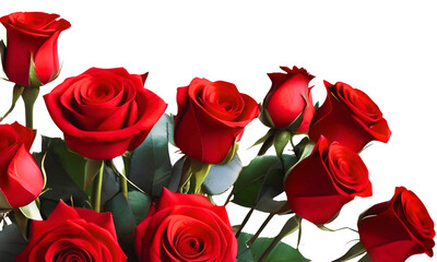 Bouquet of red roses isolated on transparent or white background, PNG.