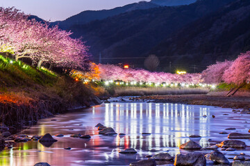 春の河津町の夜景　河津川沿いのライトアップされた美しい河津桜【静岡県】　
Night view of Kawazu Town in spring. Beautiful Kawazu cherry blossoms lit up along the Kawazu River - Shizuoka, Japan - obrazy, fototapety, plakaty