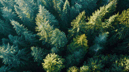 Aerial view on green pine forest,