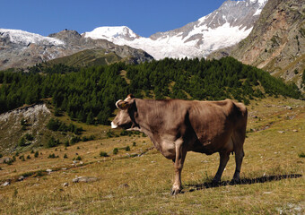 Fototapeta na wymiar Saas Fee, canton Valais, canton Wallis, Switzerland, Europe - Swiss cow on high pastures, Simmental cow breed, Pennine Alps, Fee glacier in background