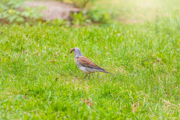 Wood bird Fieldfare, Turdus pilaris, on a sprng lawn.