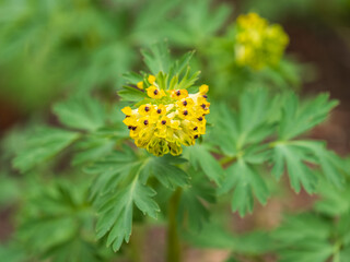 Corydalis nobilis, the Siberian corydalis, is a perennial plant native to Siberia, Xinjiang and Kazakhstan