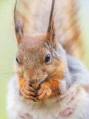 Obraz premium The squirrel with nut sits on a branches in the spring or summer.