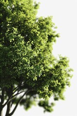Obraz premium A picture of a tree with vibrant green leaves against a clean white background. Perfect for use in nature-themed designs or as a backdrop for text and graphics