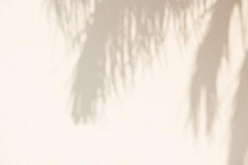 Light background with shadow from palm leaves on wall. - 705621316