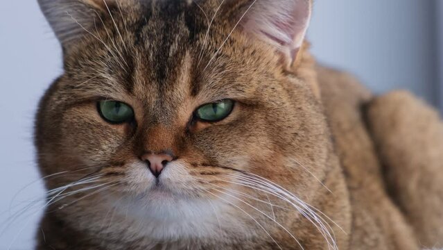 Portrait of a red cat with green eyes. A beautiful domestic cat looks carefully around. Thoroughbred British golden chinchilla muzzle. Adorable pets.