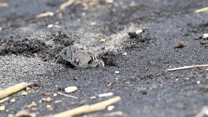 Little crabs playing in the sand and waves