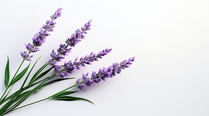 A group of lavender flowers on a clean backdrop with copy space, Generative AI.