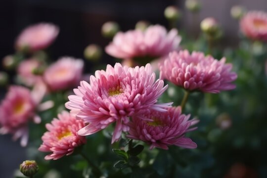 Pink blooming chrysanthemum flowers on a blurred background. Generative AI