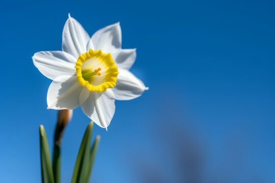 Single flower of daffodils, Narcissus poeticus subsp. radiiforus against blue sky background. Generative AI