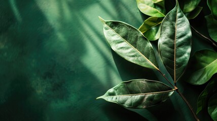 Lush green leaves with prominent veins on a dark green background