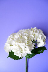 Beautiful white hydrangea flower composition on purple background. Blooming flower on colorful background. 