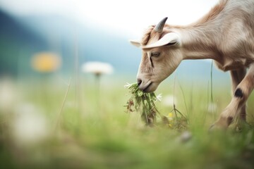 alpine goat sampling a flower in the meadow - obrazy, fototapety, plakaty