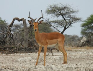 Endemic black Faced Impala