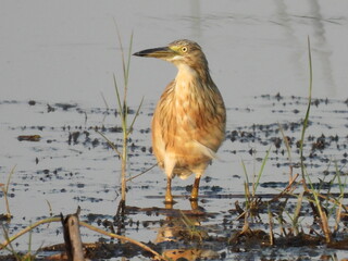 Squacco Heron