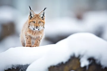 Gordijnen lynx perched on snow-covered rock © studioworkstock