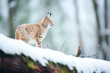 Fototapeten lynx perching quietly on a snowy forest hillock © studioworkstock