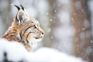 Deurstickers lynx pausing in snow, breath visible in crisp air © studioworkstock