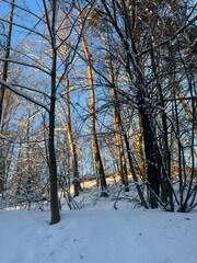 Sun in the winter park, snowy winter park, sunlight, no people