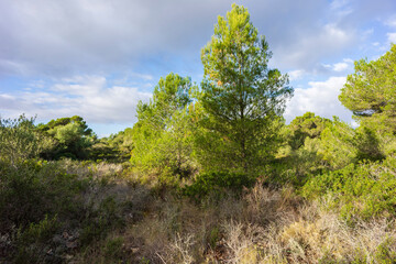 Cala Murada pine forest, .Manacor, Majorca, Balearic Islands, Spain