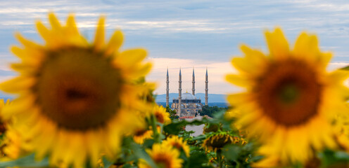 Selimiye Mosque in sunflowers, Edirne