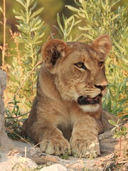 Lion cub