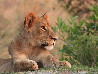Lion cub longings
