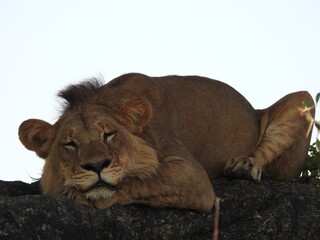 Sleepy Lion