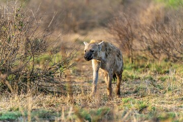 Obraz premium Hyenas on the hunt