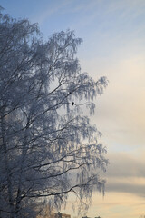 Birch branches in frost against the blue sky and golden clouds.