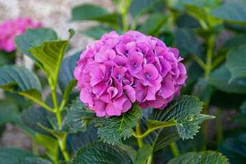 Pink Hortensia