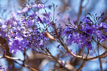 Purple flowers of a Jacaranda tree