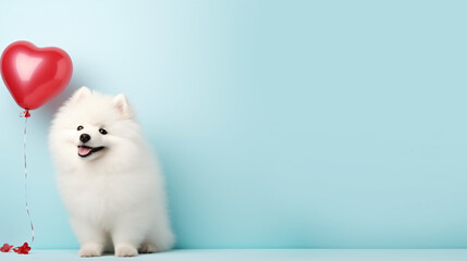 Cute Samoyed dog