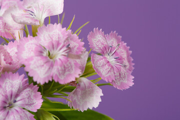 Inflorescence of wild carnation of soft pink color isolated on a purple background.