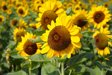 Blooming sunflower fields. Beautiful yellow flower