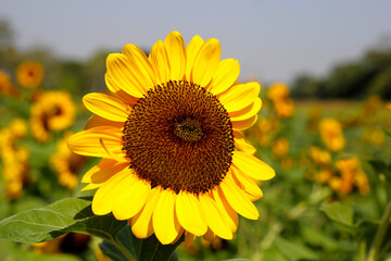 Naklejka premium Blooming sunflower fields. Beautiful yellow flower