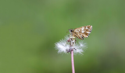 Aegean Hopper butterfly (Pyrgus melotis) on the plant.​