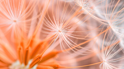 Macro close up of dandelion in peach fuzz color theme.