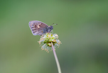 Lesser Jumping Nymph butterfly (Coenonympha pamphilus) on the plant