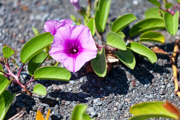 Ipomoea pes-caprae flowers