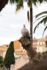 southern european pigeon sitting on a branch looking into the camera in front of the french riviera