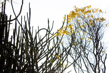 sert&atilde;o primavera