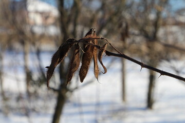 A spider on a branch