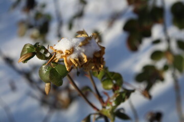 A close-up of a flower