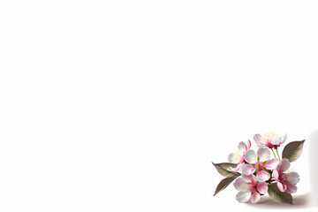 Japanese cherry blossom (Sakura) flower border on white background, with space for text